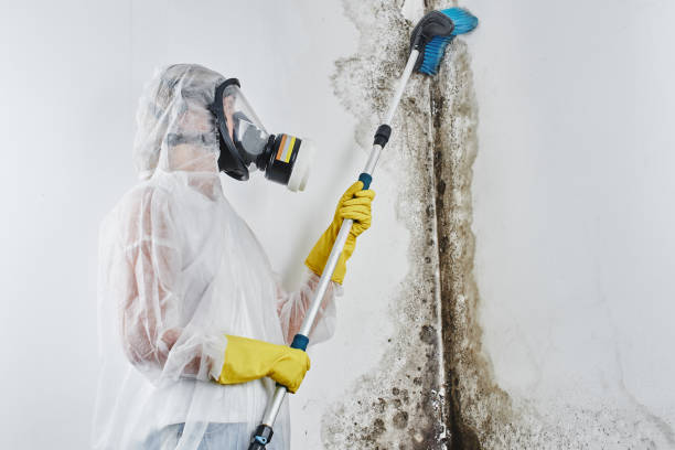 Best Residential Mold Remediation in Bratenahl, OH